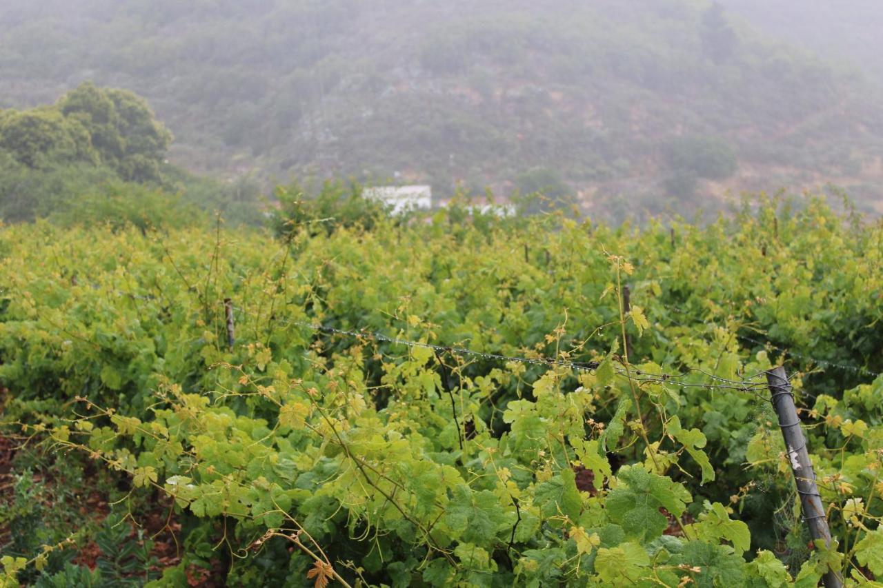 Finca El Cole * Las Palmas de Gran Canaria