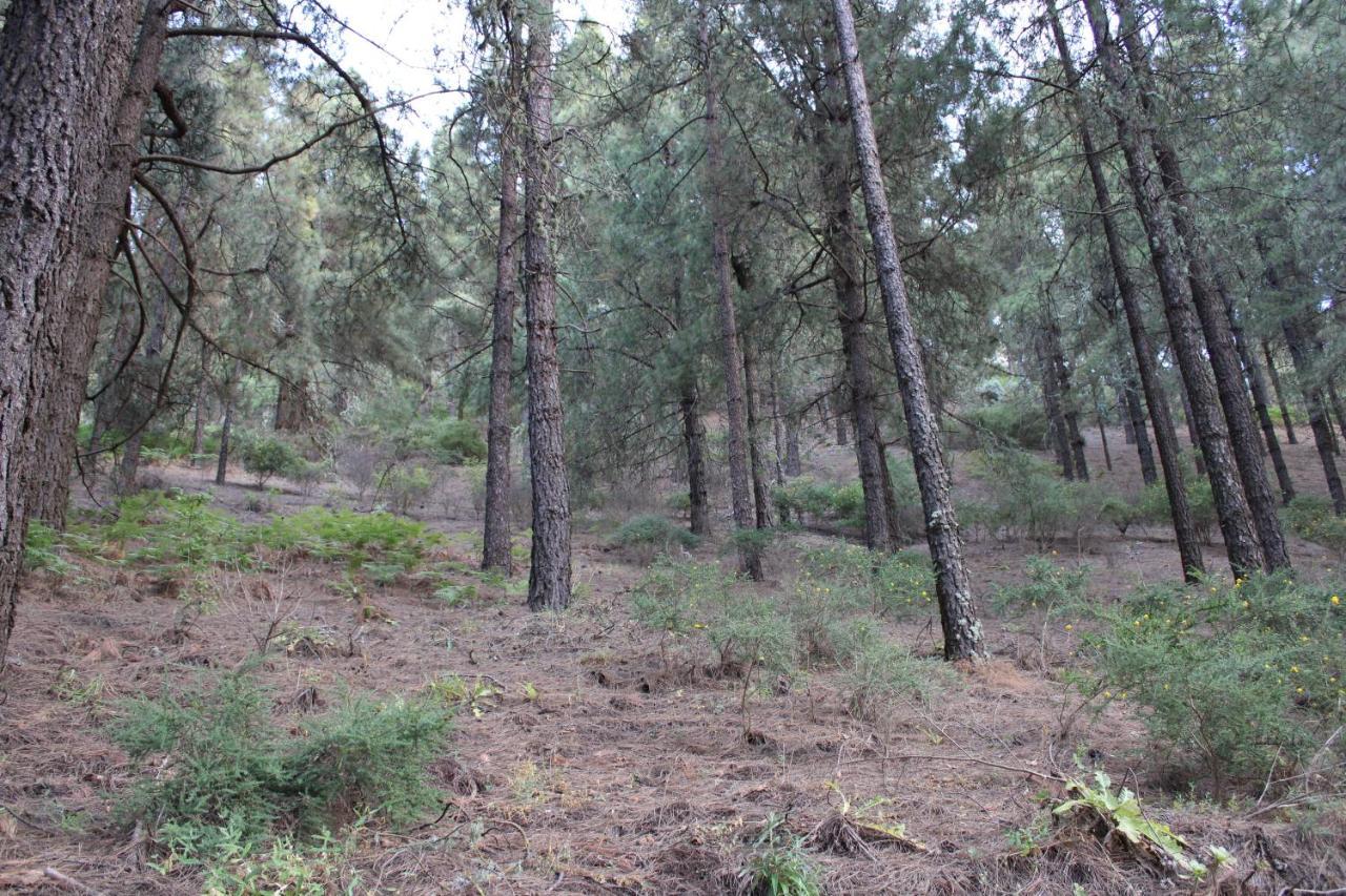 Finca El Cole Las Palmas de Gran Canaria
